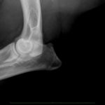 X-ray of Pasha's left elbow made in 2018. Front view.
