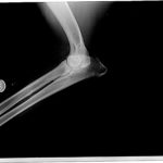 X-ray of Pasha's right elbow made in 2016.