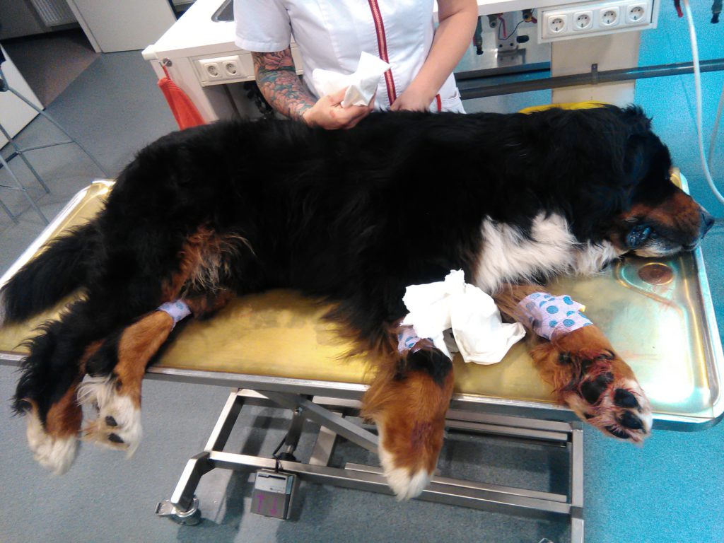 Anesthetized Bernese Mountain Dog