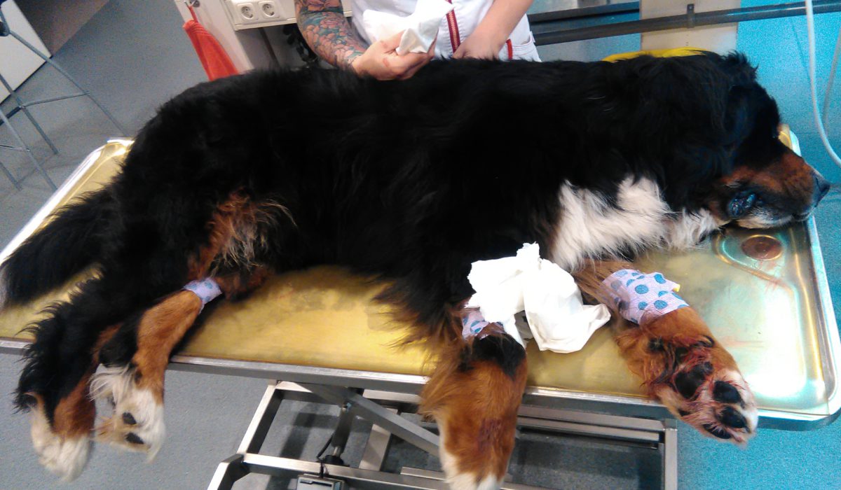 Anesthetized Bernese Mountain Dog